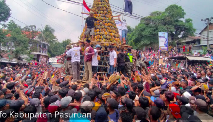 Ribuan Warga Berebut Gunungan Durian Raksasa di Desa Kronto, Kecamatan Lumbang