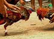 Polres Bangkalan Dinilai Lindungi Judi Sabung Ayam, LSM Jawapes Siap Adu Data ke Polda Jatim